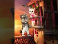 Talking Tom Loves Angela Gameplay