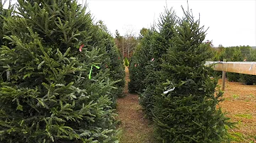 Georgia Christmas Tree Farm Helps Create Holiday Spirit