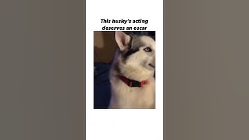 oscar level acting 🤣🤣🤣 #shorts #funny #funnyvideo #failarmy #fails #fail #satisfying #thuglife #dog