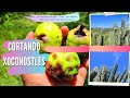 CORTANDO (PITAYA) O XOCONOSTLES #xoconostles #cortandoxoconostles