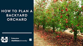 how to plan a backyard orchard