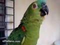 Vídeo divertido. Loro cantando opera