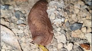 Ki animal yehta plz comment koro name