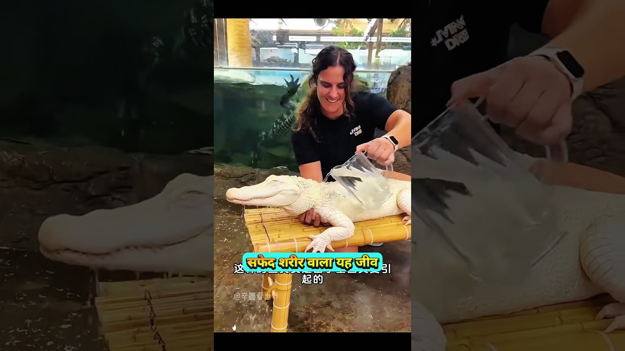 🤯Top 3Most Beautiful White Animals in the World!🌎