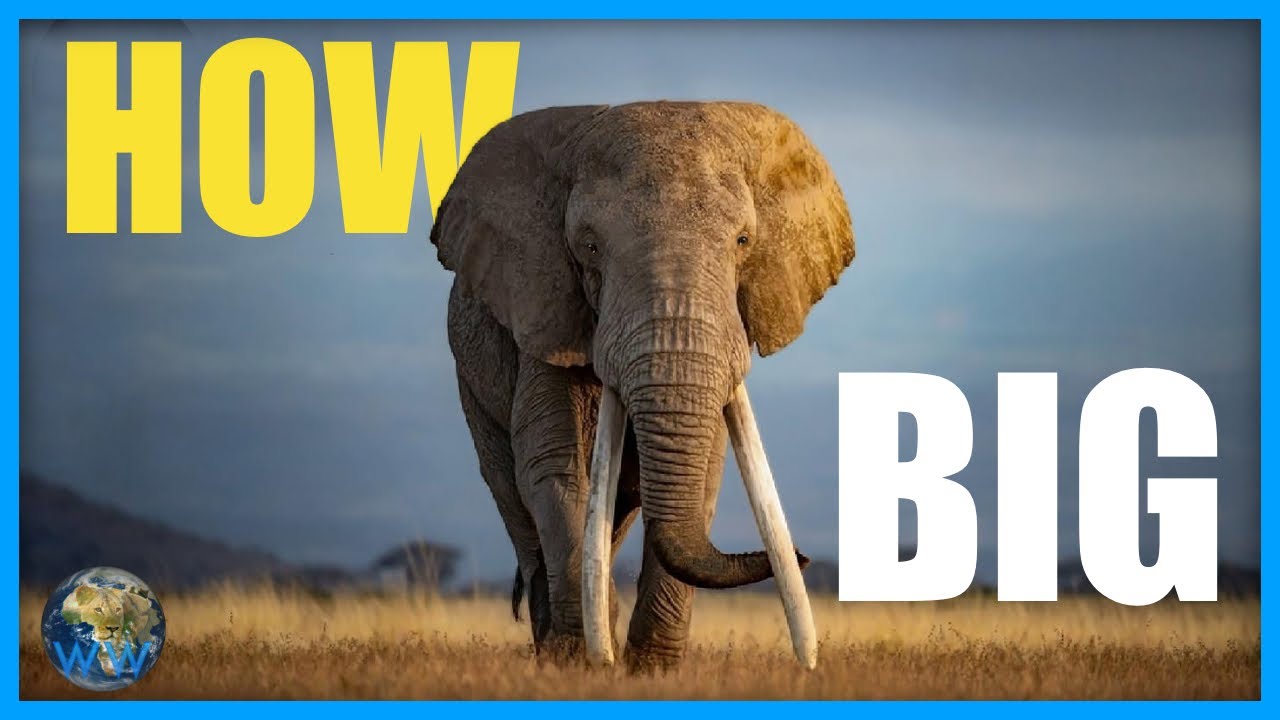 Unlocking the Marvels of Nature: Discovering the Size of African Elephants !