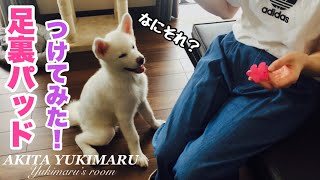 【レビュー】フローリングで滑る秋田犬に、足裏滑り止めパッドを付けてみた。【秋田犬】【Akita Puppy】