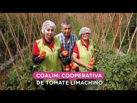 Video: ¿Qué es un tomate Heatmaster? Información sobre los tomates Heatmaster