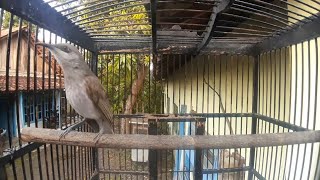 SUARA BURUNG KECIAL KOMBO CUCAK KOMBO JANTAN OVER BIRAHI || PANCINGAN BURUNG BAHAN