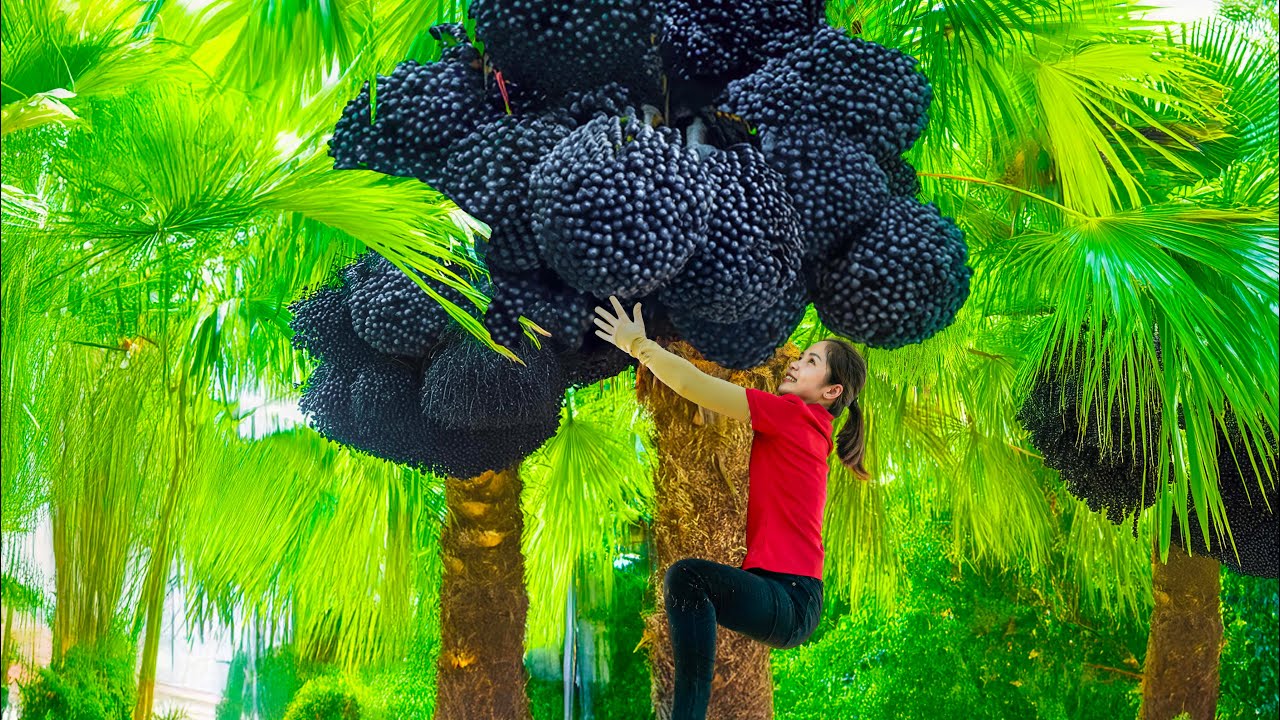 Harvesting Lots Of Giant black palm cluster Goes To Market Sell | Farm Life | Linh - Free Bushcraft