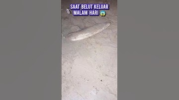 ngerii malam hari belut mulai cari mkan 😱 #mancing #belut #viral #berandayutube #shorts