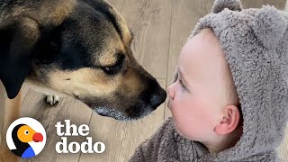 Dog Helps His Baby Sister Walk For The First time | The Dodo