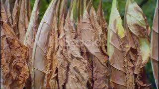 Unraveling the Benefits of Tobacco and Cloves
