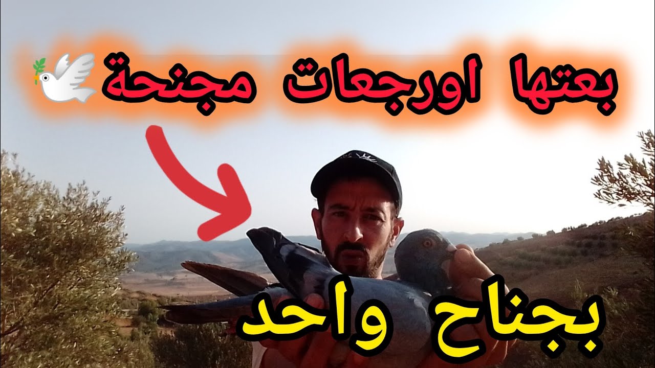 بعتها فالسوق ورجعات بجناح واحد والاخر عاد تايكبر هاد الڤواياجور عامر مفاجئات🙏❤️