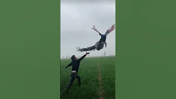 flying peacock