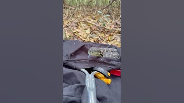 Release video of a Coastal Carpet Python from today #carpetpython #snakevideo #snakecatcher #fyp