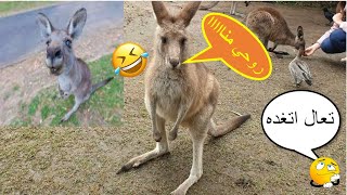 يومياتي ويه العشق ويه الكنغر احلى كنغر ?تعالوا نأكل الكنغر||  2021Visiting Kangaroo Sanctuary