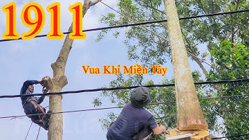 Nín thở !! Vua Khỉ cưa khớp khúc cây Tràm Bông Vàng kế điện ba pha, bị tróc vỏ (2/2) Cutting tree