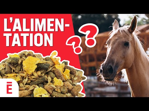 Vidéo: Les chevaux aiment-ils le foin d'avoine ?