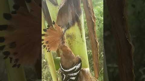 Bird Gets Beak Stuck in Banana Tree#shorts #viral
