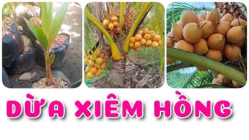 Cây Dừa xiêm hồng | 0386569374 - Ngọc Ngân Bến Tre | Chuyên cây độc lạ