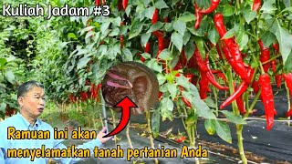 Ramuan ini akan menyelamatkan pertanian Anda (JMS). kuliah jadam#3