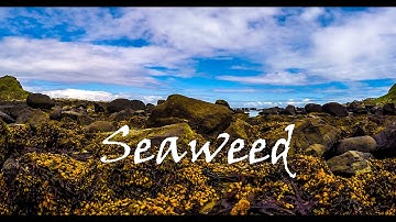 Seaweed and Kelp, what are they?