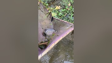 🎣 Village Ltd | Night Pond Fishing with Torch | Silent Fish Catching 2025 🌙🐟