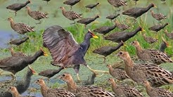 Koleksi Download Mp3 Suara Burung Sawah Download Kumpulan