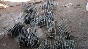 Bẩy chuột cống nhum cập những đám tranh dính toàn hàng khủng #sanbatbatri#