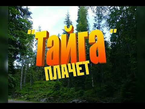 Песни про тайгу. Найти песню тайга. Найти песню тайга. Текст песни тайга да километры ваенга. Тайга обложка.