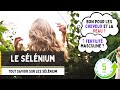 Sélénium : Tout savoir sur le Sélénium