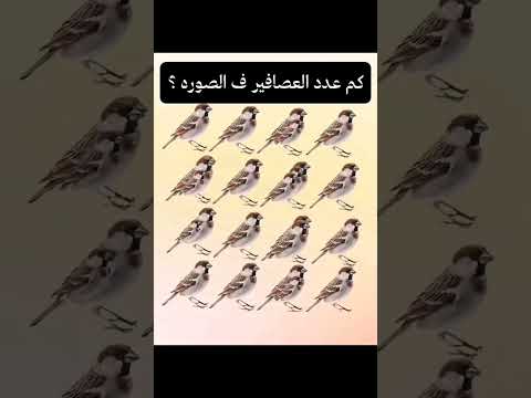 كم عدد العصافير في الصورة قرآن كريم راحة نفسية