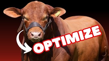 How to Optimize Forage Use in Beef Cattle