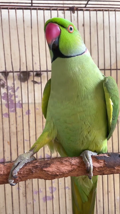 Parrot talking 🦜 | Green parrot talking #viralyoutubeshorts