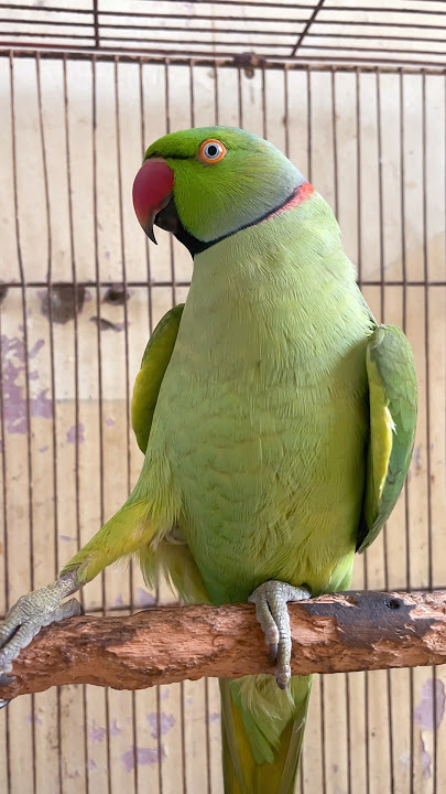 Burung beo berbicara 🦜 | Burung beo hijau berbicara #viralyoutubeshorts