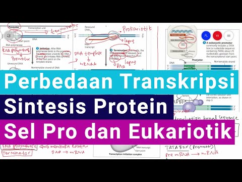 Perbedaan Proses Transkripsi Sintesis Protein pada Sel Prokariotik dan Sel Eukariotik)
