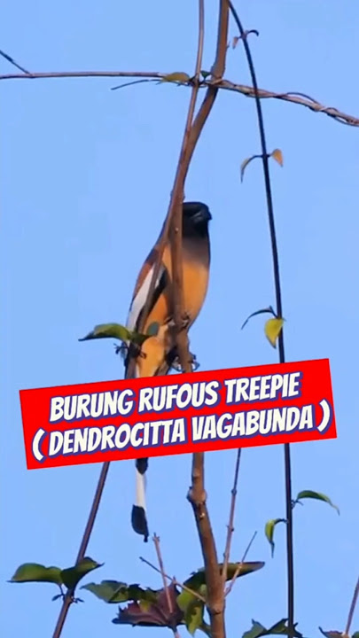 Burung Rufous Treepie ( Dendrocitta Vagabunda ) #burung #burungkicau #suaraburung #fyp