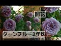 【青バラ】ターンブルー2年株開花21.5.6【無農薬】