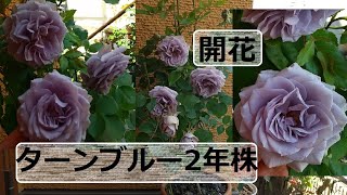 【青バラ】ターンブルー2年株開花21.5.6【無農薬】