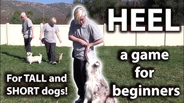 EASY beginning HEEL exercise - for TALL and SHORT dogs