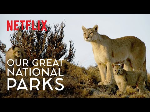 The Secret Lives of Pumas | Our Great National Parks | #WildForAll | Netflix