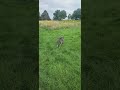 @kornbreadwittak: The urge... 😂 #dog #dogvideos