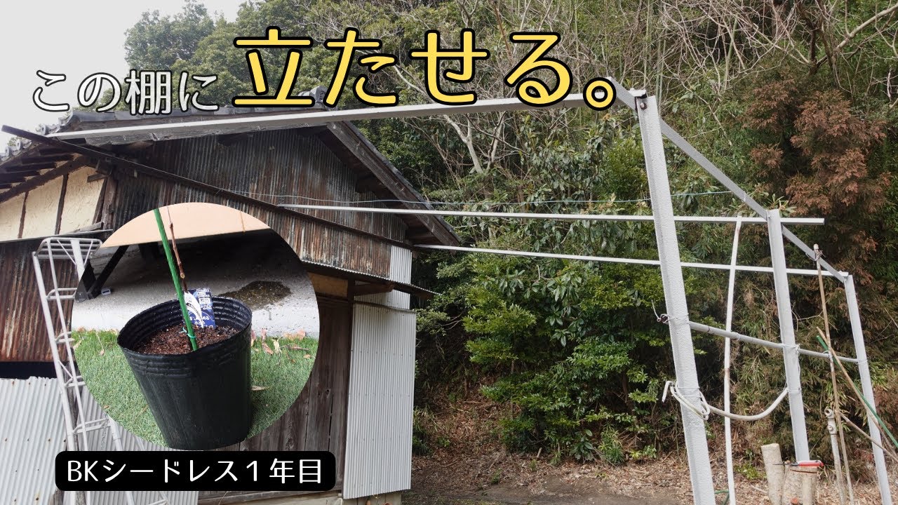 【ぶどう】BKシードレス植え替え｜この棚に立たせたい。