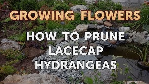 How to Prune Lacecap Hydrangeas