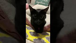 Black cat has the softest meow and the most adorable face ever!