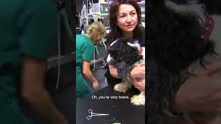 Huge Bone Is Stuck on Dog's Palate and Vet Has To Remove It   Bondi Vet #shorts