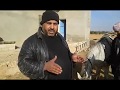تلول حمر خيول أصيلة تلول حمر خيول أصيلة