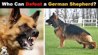 8 Dogs That Could Defeat A German Shepherd