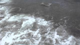 Сахалинский лосось на спиннинг.