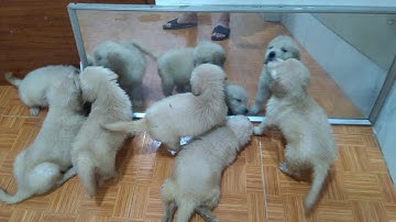 Newborn Puppies Discovering Mirrors for the First Time